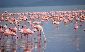 Lake Nakuru