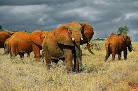 Tsavo National Parks